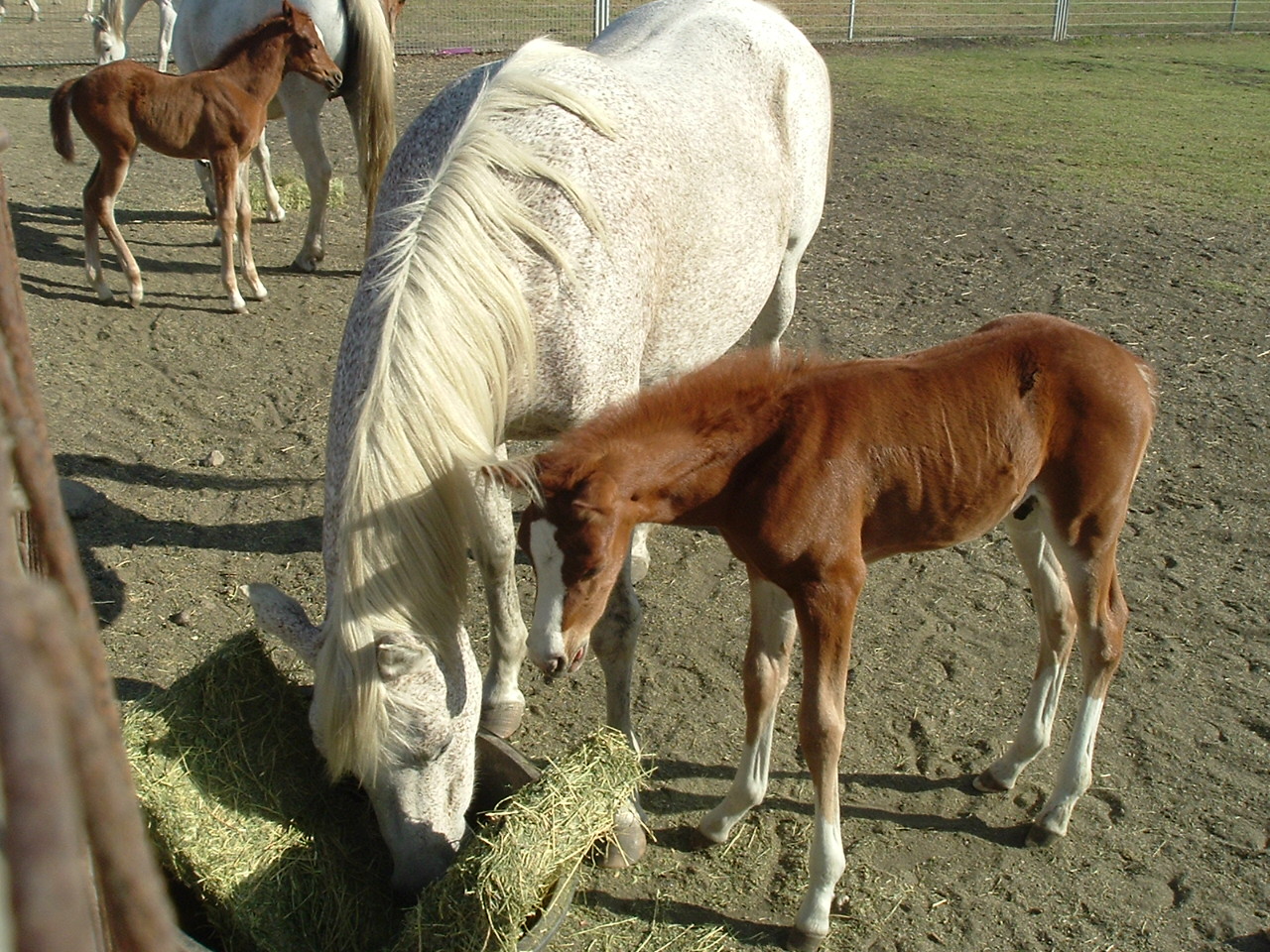 Day 104_Mother-Like God