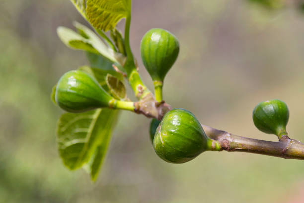 Natural figs in a tree